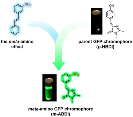 Green Fluorescence Protein Chromophores Meet the Meta-Amino Effect graphical abstract